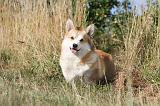 CORGI PEMBROKE 143